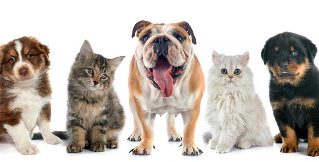 TUMORES MÁS COMUNES EN MASCOTAS