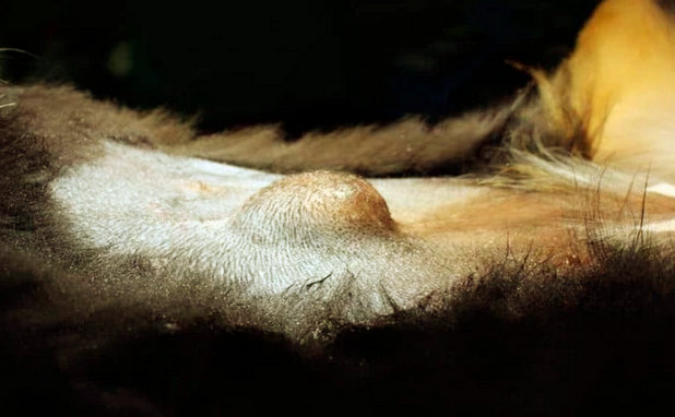 INTRODUCCIÓN A LA ONCOLOGÍA VETERINARIA