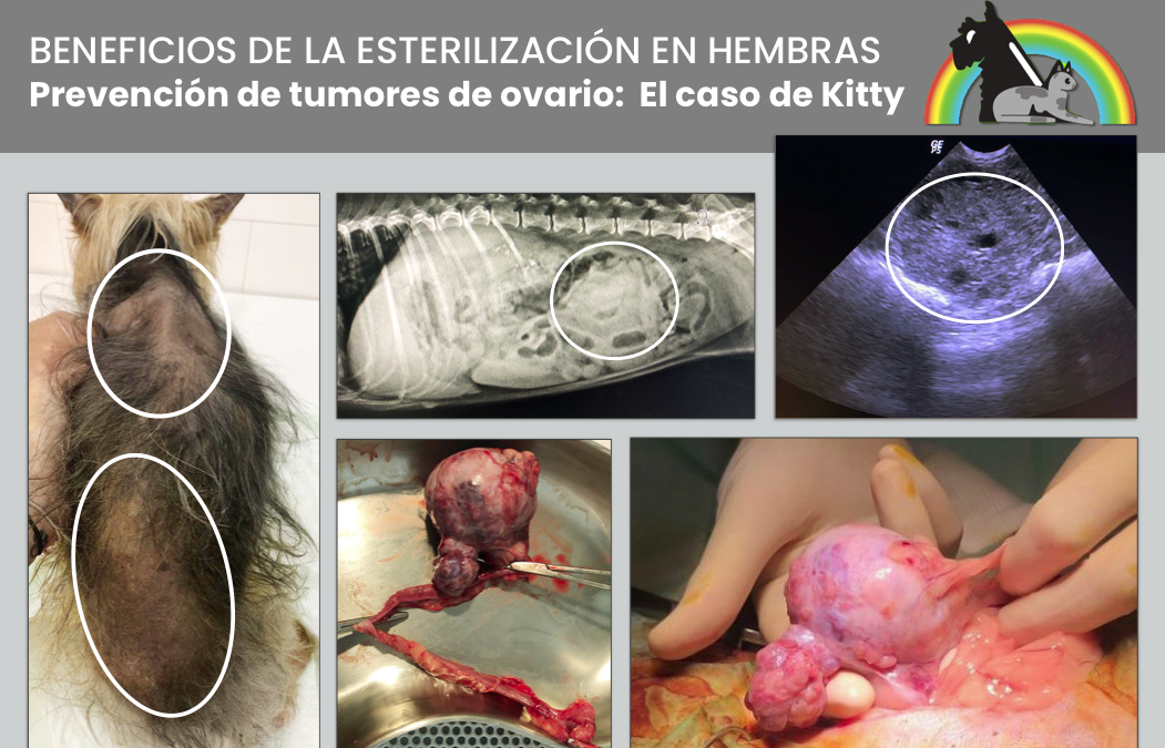 TUMOR DE OVARIO CANINO