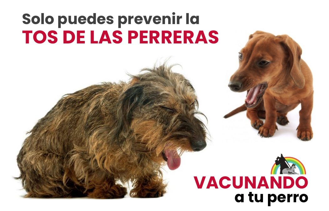 TOS DE LAS PERRERAS: EL ENEMIGO INVISIBLE