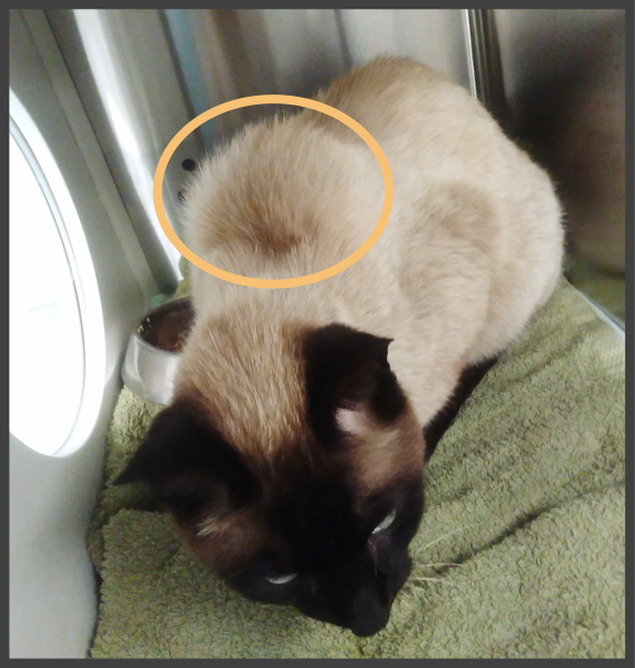 SARCOMA ASOCIADO AL PUNTO DE INOCULACIÓN EN GATOS (SAPI)