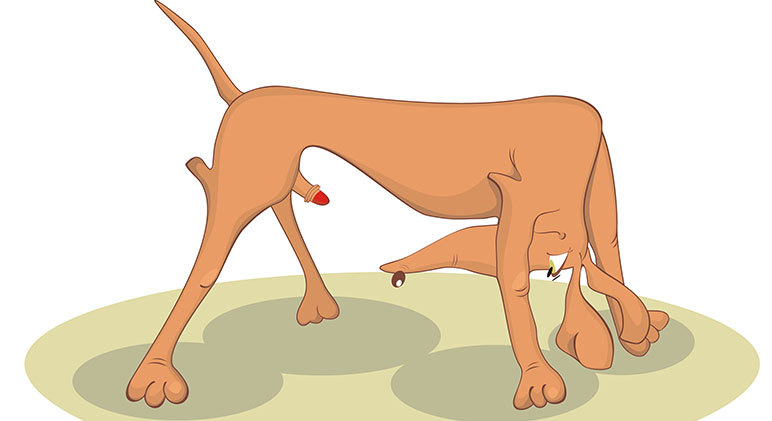 ¿CONOCES EL CÁNCER CANINO QUE SE TRANSMITE POR EL APAREAMIENTO?