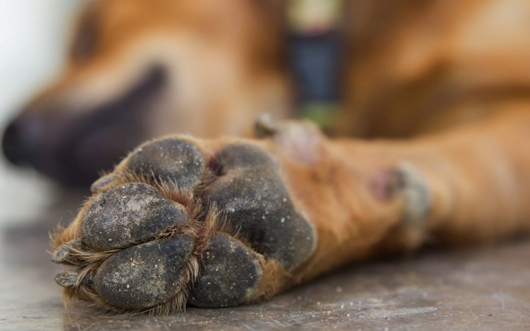 ZARPAS, DEDOS Y ALMOHADILLAS ¡LOS MÁS DESCUIDADOS!
