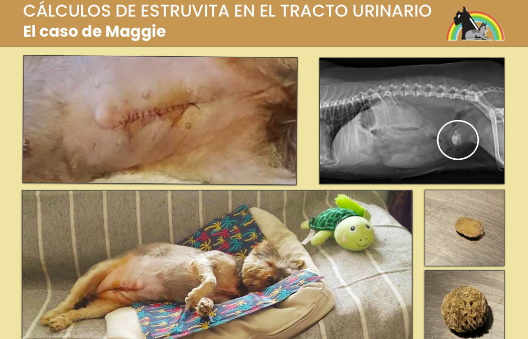 EL CASO CLÍNICO DE MAGGIE