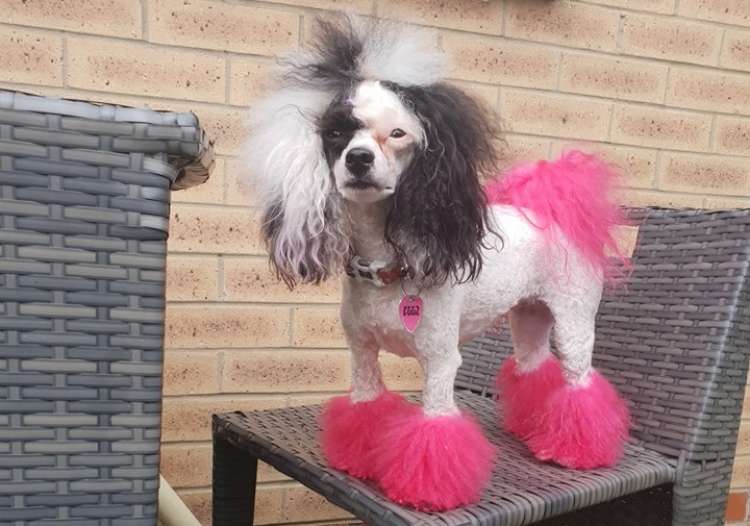 GROOMING, TATUAJES Y MAQUILLAJE EN MASCOTAS: VIVIENDO CON SU ENEMIGO