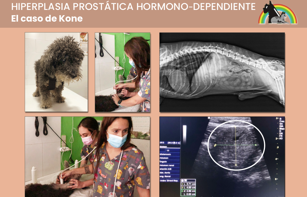 CASO CLÍNICO DE KONE