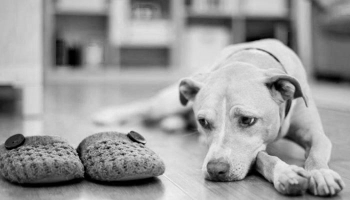 ANSIEDAD POR SEPARACIÓN