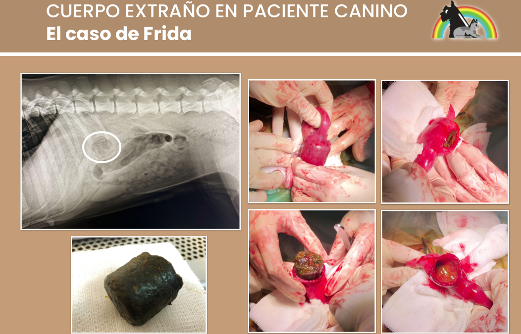 EL CASO CLÍNICO DE FRIDA 🐶