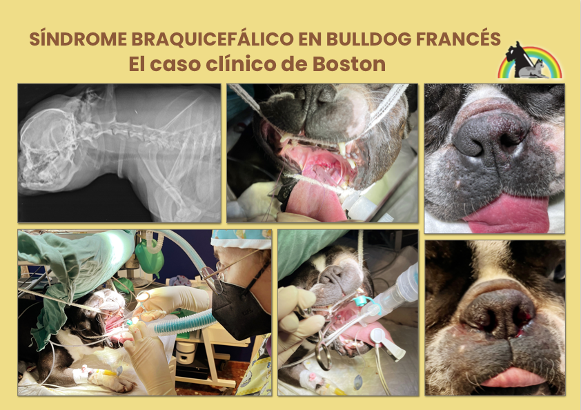 EL CASO CLÍNICO DE BOSTON 🐶