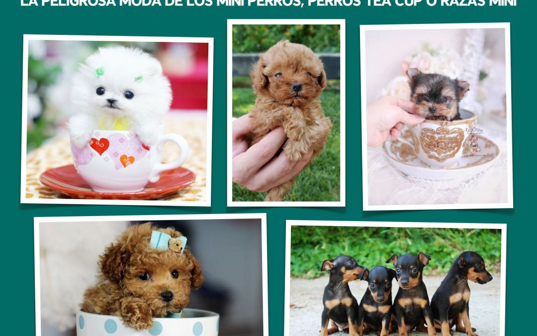 LOS PELIGROS DE LAS RAZAS CANINAS TOY 🙀