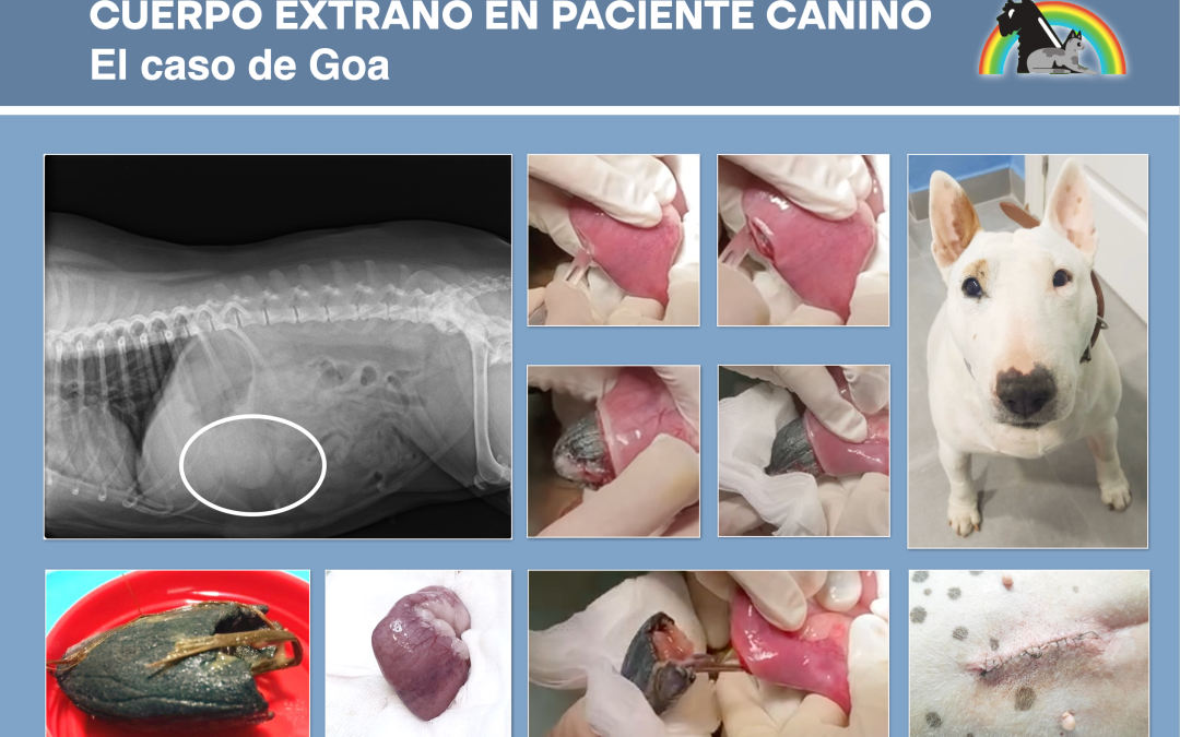 EL CASO DE GOA 🩺 🐕🥭