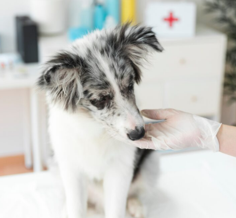 Foto Perrito Acariciado para Apartado de Servicios Clinica Veterinaria Motril en Motril (Granada)