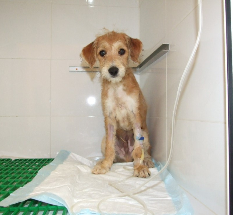 Foto de Perrito con Via en la Pata para Apartado de Servicios Clinica Veterinaria Motril en Motril (Granada)